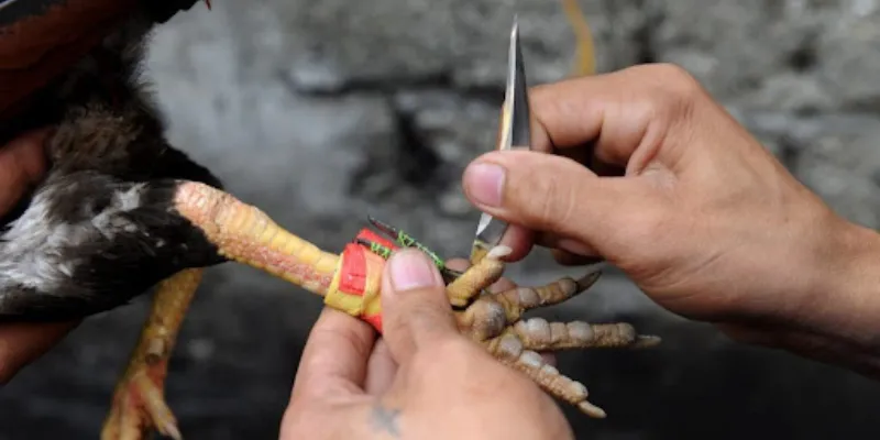 Mẹo chơi đá gà 88 siêu chuẩn