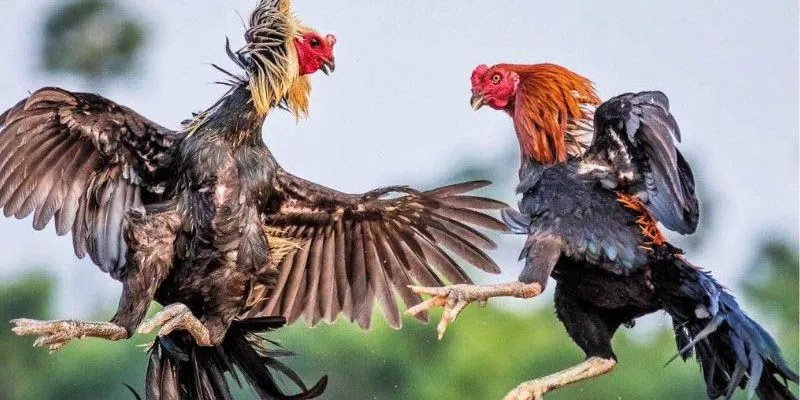 Đá gà trực tiếp 789bet được ưa chuộng nhờ kho game đa dạng